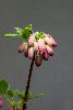 <em>Menziesia hybrid</em> 'Plum Drops'